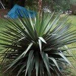 These are creative ideas that do justice to your interesting yucca plant, while also helping you to combine it with other plants in the garden in. Yucca Growing How To Care For Yucca Plants Outside