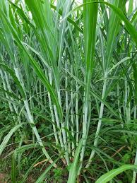 Hallo, terimakasih sudah menyaksikan video dari 78 farm jogja berikut ini. Jual Bibit Rumput Zanzibar Di Lapak Sapi Lembah Pegadungan Bukalapak