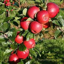 Maybe you would like to learn more about one of these? Bibit Apel Fuji Merah Okulasi Cepat Berbuah Shopee Indonesia