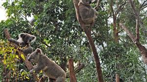 Image result for koalas