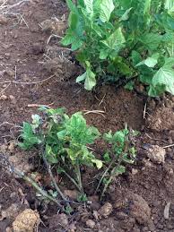 Potato plant turning brown browning of the plant and the leaves could happen because of various issues, but most of the time is a sign of an issue progressing. What Is Happening To Our Potato Plants Going Black Wilting Gardening Landscaping Stack Exchange