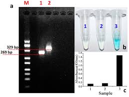 Rapid results within 24 hours. Sensors Free Full Text Colorimetric Integrated Pcr Protocol For Rapid Detection Of Vibrio Parahaemolyticus