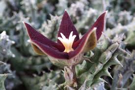 Image result for Piaranthus atrosanguineus