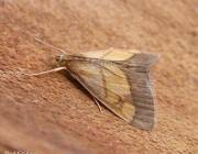 Image result for Evergestis limbata