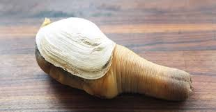 Ular siput adalah sejenis ular kecil bagian dari suku colubridae yang memiliki nama ilmiah pareas carinatus. Mengenal Siput Belalai Gajah Haiwan Berbentuk Unik Tarahap