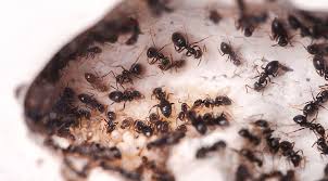 Pest control pinellas is a dba for pro2call termite and pest control. J D Smith Exterminators Termite And Pest Control Hillsborough County Pest Control Office Serving The Tampa Area