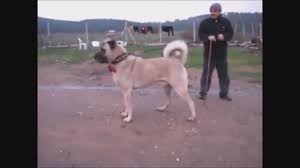 Aslan Buyuklugunde Kangal Izlesene Com