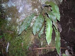 Image result for Elaphoglossum acrostichoides