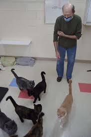 Up to 25 international volunteers. Neighborhood Spotlight Volunteer Keeps Focus On Helping Cats Times News Online
