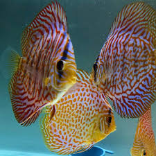 Discus Love On Instagram Discus Love Discus Love Discus Akvaryum Akvaryumkoyu Istanb Discus Fish Discus Freshwater Aquarium Fish