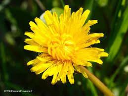 Image result for Taraxacum