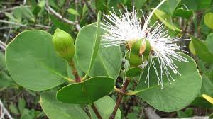 Image result for Lankesteria alba