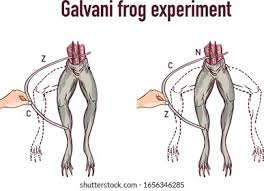 Jul 16, 2015 · nerves branch out from the spinal cord. Galvani Experiment Frog Legs Vector Illustration Stock Vector Royalty Free 1656346285