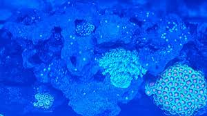 We did not find results for: What Are These White Spots On My Rock Reef2reef Saltwater And Reef Aquarium Forum