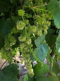 Image result for Vitis