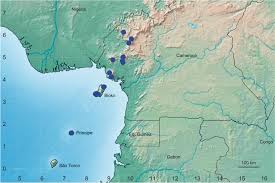 Image result for Voacanga chalotiana