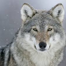 Wolves synonyms, wolves pronunciation, wolves translation, english dictionary definition of wolves. Belgium S First Sighted Wolf In A Century Feared Killed By Hunters Wildlife The Guardian