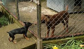 Learn more about pets waiting for their forever home. Hundreds Of Pets Adopted Saturday News Talk Sports 94 9 Wsjm