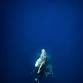 Whale snorkeling charter boat day trip ( Zanpa area ) event image