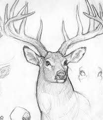 Textured Cargo Pants Deer Drawing Deer Sketch Sketches