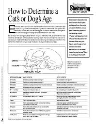 Aging A Dog Or Cat By Teeth Animal Care Vet Tech Student
