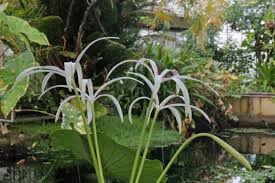 Image result for Crinum ornatum (Aiton) Herb.