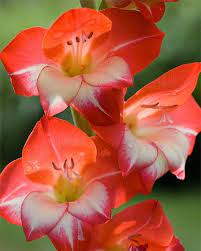 Gladiolus 1 Beautiful Flowers Gladiolus Flower Flower Seeds