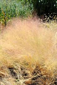 Image result for Agrostis isopholis