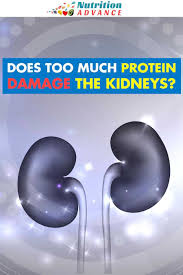 Can Too Much Protein Cause Kidney Damage Low Protein Diet Protein Kidney Health
