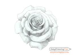 Rose drawing studies by gvaat. How To Draw A Rose Step By Step Tutorial Easydrawingtips