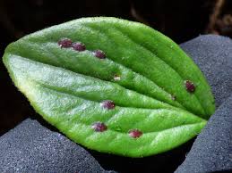 When the plants are small enough and infestation is not too severe, get rid of the scales in the same way as you would houseplants. Scale Insects Vary In Colour Size