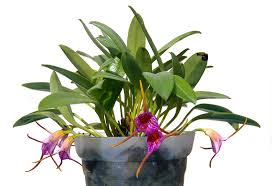 Image result for Asystasia glandulosa