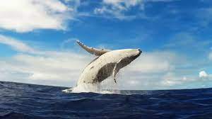 Humpback whale b405 barbillon breaching. Gopro Humpback Whale Breach Mother Calf Youtube
