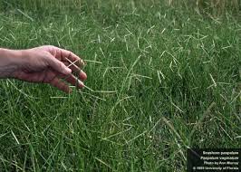 Image result for Paspalum