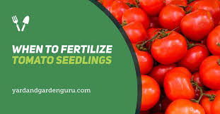 I recommend fertilizing your tomato seedlings with 1/2 strength liquid fertilizer. When To Fertilize Tomato Seedlings