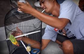 Jual kandang bulat burung luckiness / kandang burung lovebird model kapsul dengan harga rp140.000 dari toko online wilson aviary pet shop, jakarta utara. 25 Cara Membuat Lovebird Anteng Di Tangkringan Burungnya Com