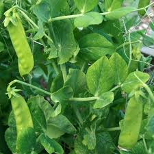 Blanching takes a bit more time, but helps preserve the vibrant green colour of raw snow peas. Snow Pea Seeds Oregon Sugar Pod Ii Sow True Seed