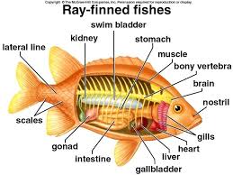 Are you planning to draw a well labeled diagram of a . Tilapia Fish Drawing At Paintingvalley Com Explore Collection Of Tilapia Fish Drawing