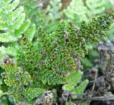 Image result for Cheilanthes quadripinnata