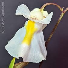 Image result for Utricularia formula