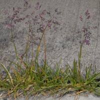 Image result for Poa schimperiana