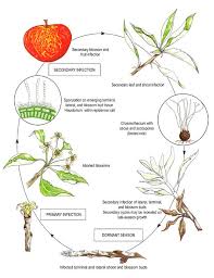 Check spelling or type a new query. Apple Powdery Mildew Powdery Mildew Plant Diseases Plant Pathology