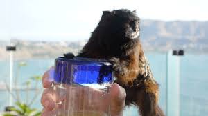 More images for how much does a monkey cost as a pet » How Much Do Pet Monkeys Really Cost Vanity Fair