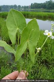 Image result for Loxogramme latifolia