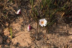 Image result for Gerbera viridifolia