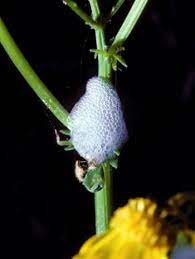 Use them in commercial designs under lifetime, perpetual & worldwide rights. Who Drooled All Over My Plants Msu Extension