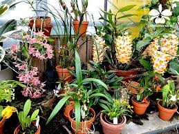 Herzliche Grusse Mit Vielen Orchideen Orchideen Garten Orchideen Orchideenarten