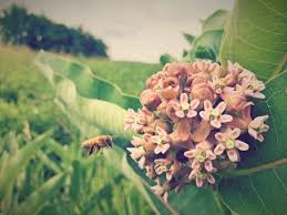 Busy bee is your premiere florist and gift shop in marceline! Suburban Bees How To Keep Bees In Residential Areas Pollinator Network Cornell