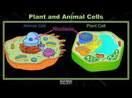 Terms in this set (16). 5th Grade Ga Science Plant And Animal Cells Topic Overview Youtube