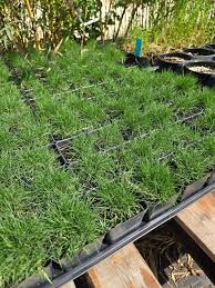 Image result for Agrostis taylorii